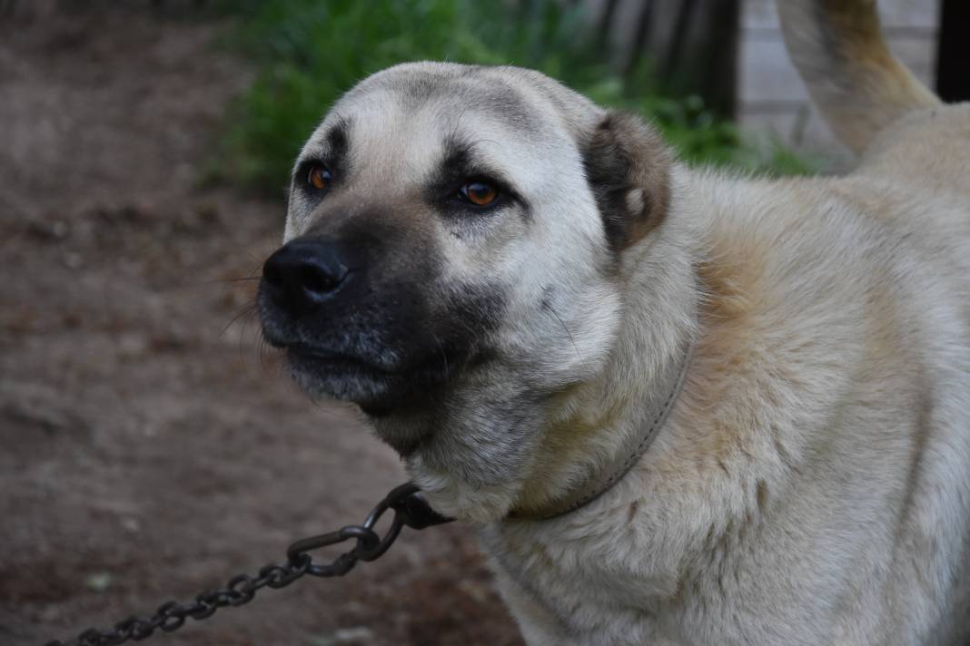 İklim krizi Kangal köpeklerini de etkiledi: Doğum oranı yüzde 50 düştü 5